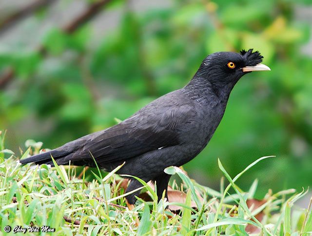 Sáo mỏ ngà